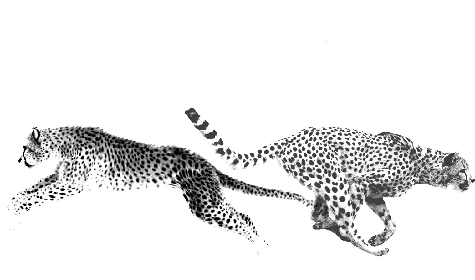 Two running cheetahs representing Duo's fast multi-factor authentication (MFA) deployment.