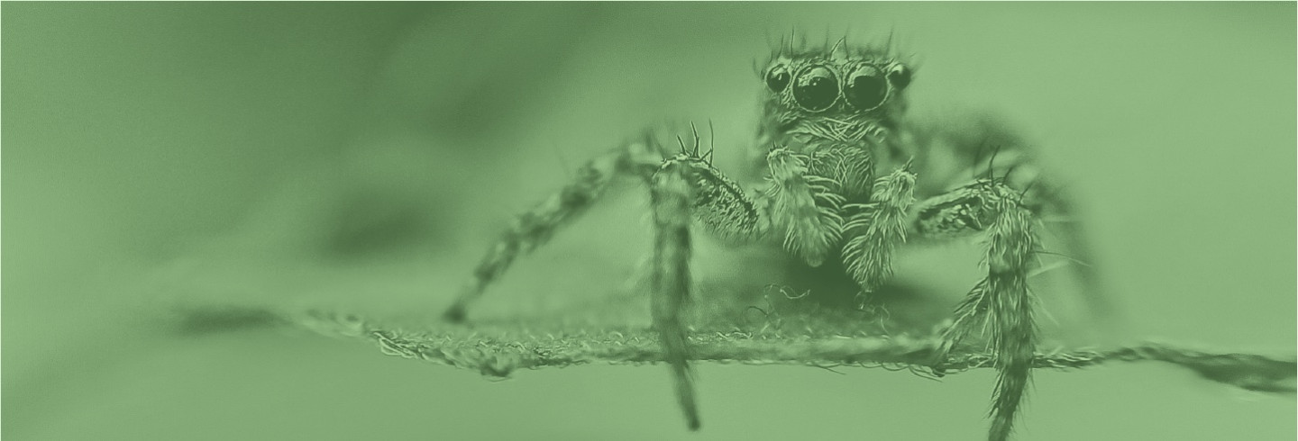 A spider sits on a leaf, overlaid with a color filter of Duo green