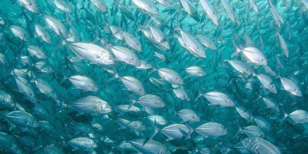 A school of fish is a metaphor for a phishing attack