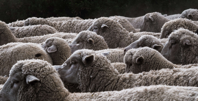 CISOs count sheep to sleep worry-free of internal security culture or aligning IT security with security ops